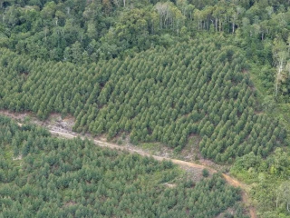 Auriga Laporkan PT Toba Pulp Lestari ke Gakkum Kemenhut, Dugaan Kejahatan Kehutanan Terkuak