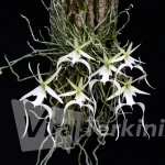Ghost-Orchid-Dendrophylax-Lindenii-Mini-Greenhouse_2048x2048