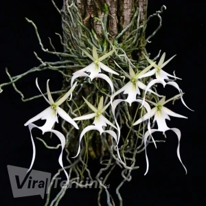 Ghost-Orchid-Dendrophylax-Lindenii-Mini-Greenhouse_2048x2048