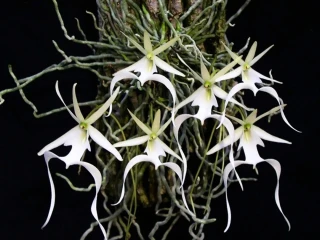 Ghost Orchid: Anggrek Langka yang Dijuluki "Bunga Hantu"