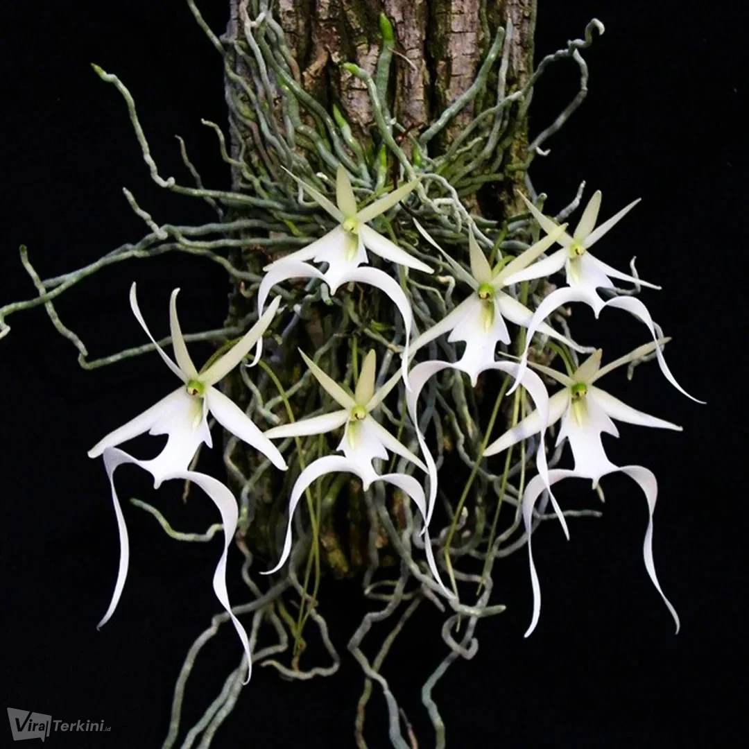Ghost-Orchid-Dendrophylax-Lindenii-Mini-Greenhouse_2048x2048