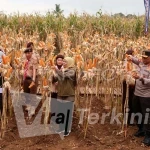 panen-raya-jagung-di-banyuwangi-1mqiq-dom-2