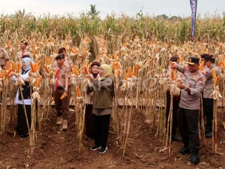 Jatim Kuasai Hampir 30 Persen Produksi Jagung Nasional