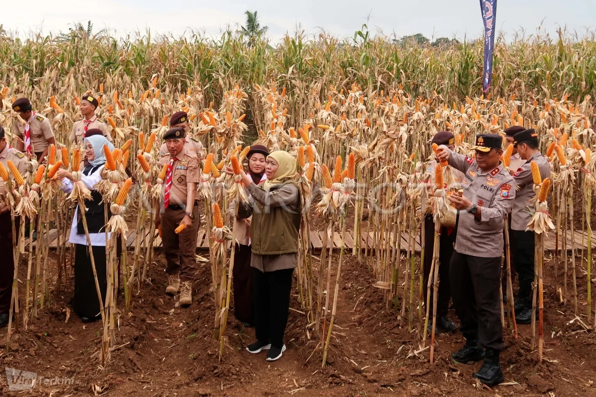 panen-raya-jagung-di-banyuwangi-1mqiq-dom-2