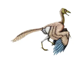 Archaeopteryx: Burung Pertama di Dunia Ternyata Masih Mirip Dinosaurus Lho!