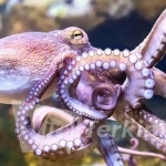 gurita-punya-kecerdasan-luar-biasa-ini-penjelasan-sains_LKCb7MuUfp