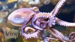 gurita-punya-kecerdasan-luar-biasa-ini-penjelasan-sains_LKCb7MuUfp