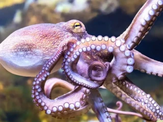 Lengan Ajaib Gurita Jantan: Bisa Kawin Meski Gelap Gulita!