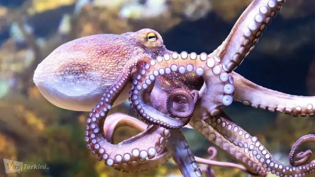 gurita-punya-kecerdasan-luar-biasa-ini-penjelasan-sains_LKCb7MuUfp