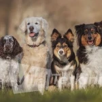 palaeolithic-dogs-two-column.jpg.thumb.1920.1920