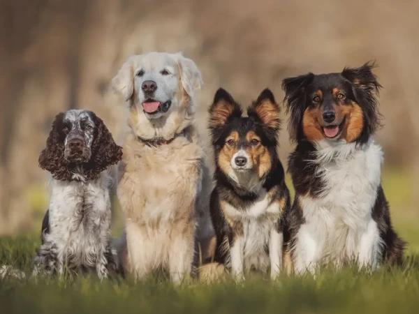 Ternyata Anjing Sudah Jadi 'Bestie' Manusia Sejak Zaman Es!
