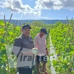 Kepala Dinas PMD Halteng, Mustami Jamal (kiri), memegang buah melon hasil panen di lahan Desa Wairoro Indah, Weda Selatan, didampingi seorang petani lokal, Sabtu (2/5/2026). Foto: ist
