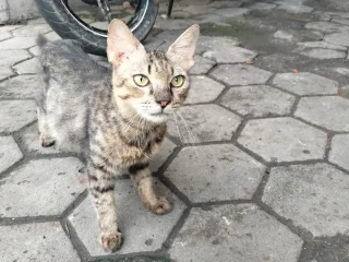 8 Ciri Kucing Rabies yang Harus Diwaspadai
