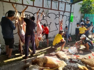 Warga Reni Jaya Sembelih 4 Sapi Kurban