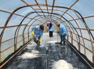 Petugas dan warga saat memanen kristal garam di dalam tunnel tambak garam Desa Umiyal, Pulau Yoi, Halmahera Tengah. Kehadiran fasilitas ini menjadikan Desa Umiyal pelopor produksi garam pertama di Maluku Utara. (Foto: ist)