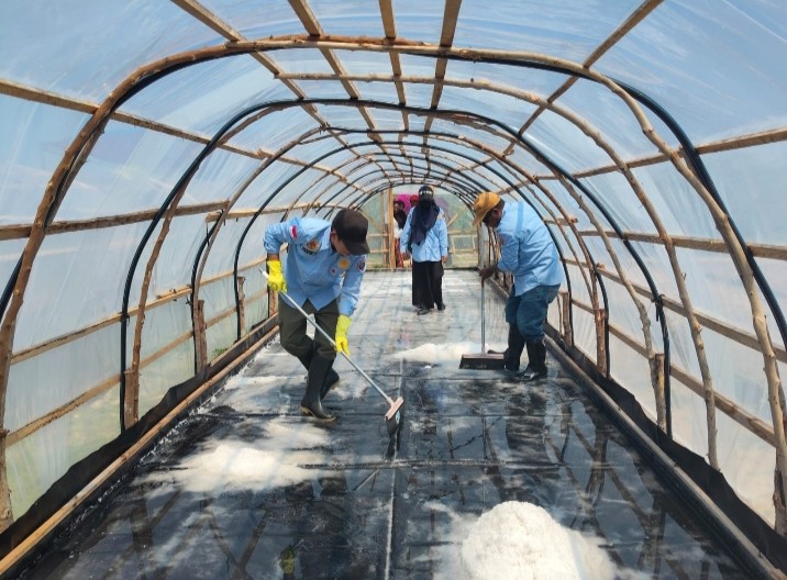 Petugas dan warga saat memanen kristal garam di dalam tunnel tambak garam Desa Umiyal, Pulau Yoi, Halmahera Tengah. Kehadiran fasilitas ini menjadikan Desa Umiyal pelopor produksi garam pertama di Maluku Utara. (Foto: ist)